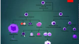 Hematopoiesis map [upl. by Atnuahsal]