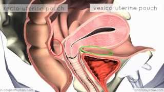 Introduction to Female Reproductive Anatomy  3D Anatomy Tutorial [upl. by Nita870]