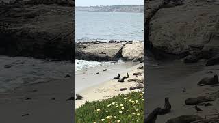 Sea lions at La Jolla Cove San Diego sealions sandiego travel [upl. by Lyrad23]