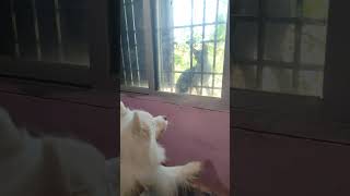 Ye ky dek liya🤬  indian spitz dog barking  indian spitz dog agressive  indian spitz dog fight [upl. by Eitsirc]