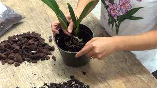 Transplanting Cattleya Orchids to 5 inch Pot  Akatsuka Orchid Gardens [upl. by Homans]