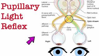 Pupillary light reflex  2nd grade  Physiology [upl. by Ahseuqal]