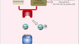 Warfarin  Mechanism of Action [upl. by Nuncia768]