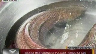 24Oras Igat na may habang 50 pulgada nahuli sa ilog sa Sto Domingo Ilocos Sur [upl. by Akire]