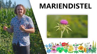 Mariendistel  DIE Leberpflanze  Leberregeneration  weniger Chemo Nebenwirkungen  Leberzirrhose [upl. by Imotih909]