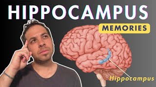 Hippocampus and Memories [upl. by Aldridge]