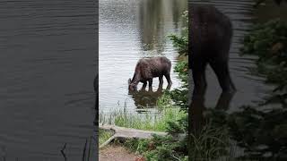 Nature Encounter Young Female Moose Grazing in Lake  Rocky Mountain NP Wildlife nature MOOSE [upl. by Yrogreg]