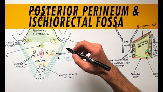 Posterior Perineum amp Ischiorectal Fossa  Anatomy Tutorial [upl. by Buckie]