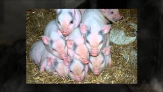 Micro Pigs For Sale Feb 2013  LancashireMicroPigscouk [upl. by Dore709]