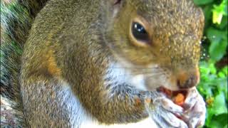 quotSquirrel Sciuridae Tree squirrels ground squirrels chipmunks prairie dogs flying squirrelsquot [upl. by Dotti]