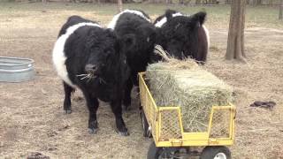 Miniature Scottish beltie cowsOH GOD THEY ARE SO CUTE Oreo cows [upl. by Livvyy877]