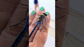 Beautiful green darner dragonfly on hand Playa del Carmen Mexico insect life nature insects wild [upl. by Chaunce]