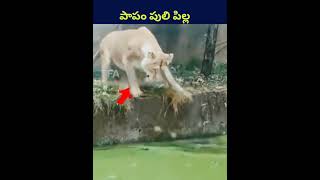 పాపం పులి పిల్ల shorts ytshorts telugu youtubeshorts humanity shortvideo shortsfeed tiger [upl. by Lorrimer]