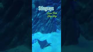 Stingrays in Ocean Park ☺️🤩🤩🤩 amazing oceanlife oceanparkhongkong ocean stingray animals fun [upl. by Tavis]