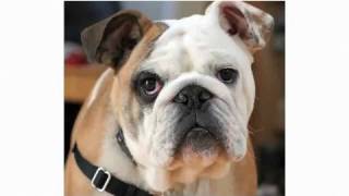 Pros amp Cons of a Bulldog  Dog Breeds [upl. by Ara]