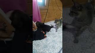 Adorable gatito contra cachorro ¡la batalla más linda jamás vista [upl. by Agarhs]