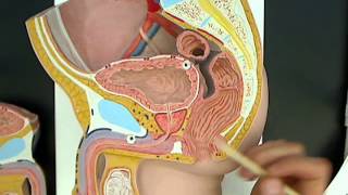 Male reproductive anatomy model 01wmv [upl. by Laniger]