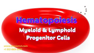 Hematopoiesis  Myeloid and Lymphoid Progenitor Cells Explained In Detail [upl. by Derinna]