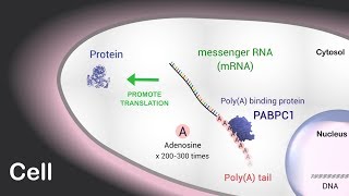 PolyA tail length regulates PABPC1 expression to tune translation in the heart [upl. by Lahcim]