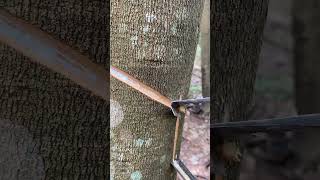 rubber tapping🌳 rubberfarming satisfying rubberwood rubber woodwork wood rubbertapping [upl. by Mahsih]