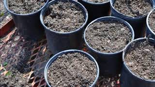 Growing Of Ornamental Grasses in Pots [upl. by Htieh343]