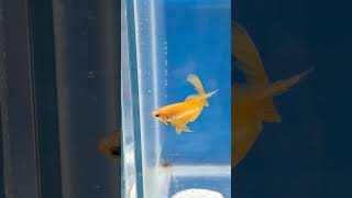 YELLOW BETTA LONGFINNED🐠🐉splendens [upl. by Ahsienor988]