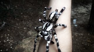 Tarantula Jumps from Arm Poecilotheria regalis [upl. by Ahl957]