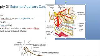 ENT Nerve supply of External Auditory Canal EAC Hitzelberger sign [upl. by Rosalyn]