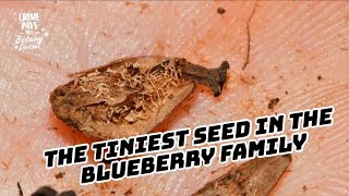 The Tiniest Seed in the Blueberry Family [upl. by Capriola122]