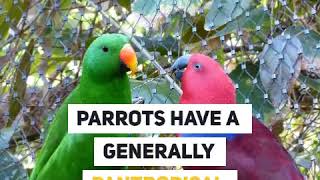 Did you know Parrots  Psittaculture Australia [upl. by Atilahs]