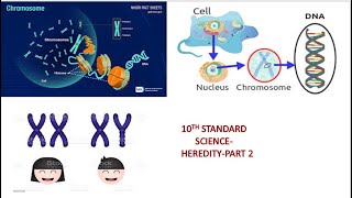 10 TH standard sciencelesson hereditystructure of chromosomekaryotypeidiogram part 2 [upl. by Niliac]