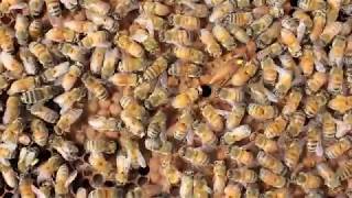 Winter Beekeeping What you should know [upl. by Jae310]