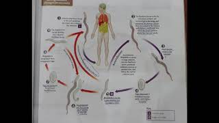 life cycle of strongyloides nematode [upl. by Notgnirrac629]