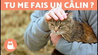 Comment caresser un chat   TOUTES SES ZONES PRÉFÉRÉES [upl. by Lawley]