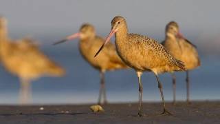 How Nature Works Barrier Island Foraging Strategies [upl. by Neilla]