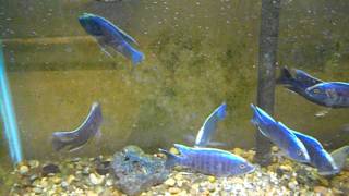 Livefishdirectcom Blue Orchid Peacock Cichlids Aulonocara Kandeense [upl. by Norit]