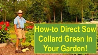 Basic Gardening Tips Howto Direct Sow Collard Greens in Your Garden [upl. by Aihcropal]