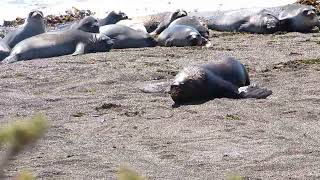 Le lion de Mer et sont évidente crinière  Patagonie Argentine [upl. by Warring]