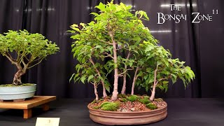 The KW Bonsai Fall Show and Sale The Bonsai Zone Sept 2024 [upl. by Ahtamas]