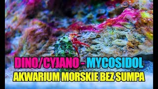 53 DinoCyjano w akwarium morskim  Mycosidol Colombo  Akwarium morskie bez sumpa  Reef aquarium [upl. by Corsetti]