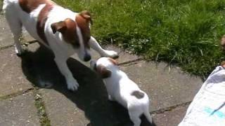 Jack Russell pups 5 12 week [upl. by Yngad]