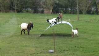 Chèvres en équilibre  goats balancing on a flexible steel ribbon [upl. by Nuj845]