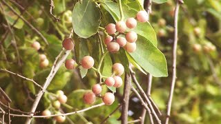 Challehannu Cordia dichotoma Indian cherry [upl. by Glover517]