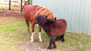 Two stallions socialising [upl. by Gilchrist193]