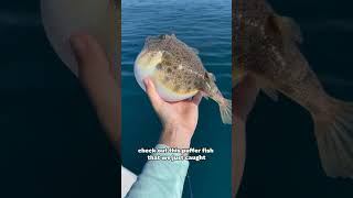 Why Do Lizards Shed Their Tails Exploring the Survival Mechanism six amazing facts pufferfish yt [upl. by Evaleen299]