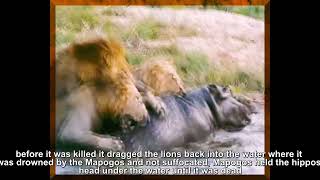 Mapogo Lions Killing a Hippo by drowning Exclusive Footage [upl. by Aehtna]