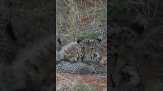 Cheetah Cubs sighting at Tswalu Reserve [upl. by Minni]