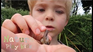 Nature Play Kids Playing with a snail  touching a snail  snail coming out of shell [upl. by Ejrog836]