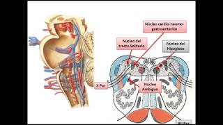 Tronco encefalico configuración interna [upl. by Pinzler277]