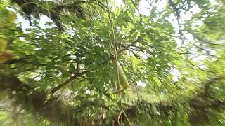 Bantu Tree sausage tree Cucumber tree Kigelia africana Lam Benth [upl. by Aivle33]